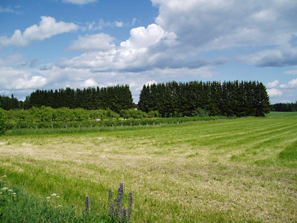 Peltoja